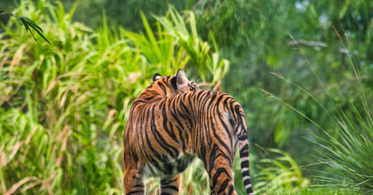 Harimau Merah Memenangi Anugerah Permainan Global 2021 yang Diinginkan