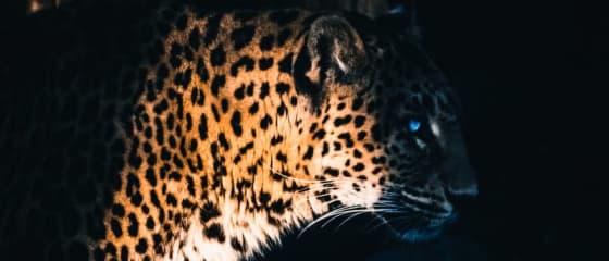 Yggdrasil Partners ReelPlay untuk Melancarkan Jaguar SuperWays dari Bad Dingo